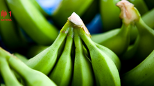 Imagem de Empresa madeirense quer rentabilizar banana verde