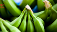 Empresa madeirense quer rentabilizar banana verde