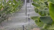 Agricultores queixam-se da falta de água de rega no verão