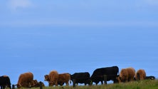 Existem mais produtores da carne Angus nos Açores (Vídeo)