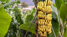 Imagem de Miguel Albuquerque visitou esta sexta-feira as novas instalações da GESBA (Áudio)