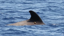 Imagem de Madeira adere a plataforma para acompanhar animais ‘online’