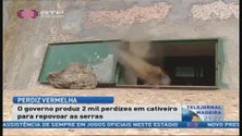Imagem de Governo regional reproduz perdiz vermelha para caça
