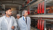 Imagem de Madeira quer ser autónoma na produção de ovos (áudio)