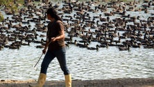 Imagem de Portugal tem 15 focos de gripe das aves detetados
