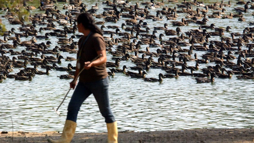 Imagem de Portugal tem 15 focos de gripe das aves detetados