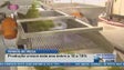 Imagem de As primeiras uvas começaram ontem a cair na Adega de São Vicente