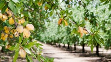 Imagem de Governo da República aumenta incentivos à primeira instalação de projetos para jovens agricultores