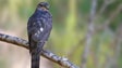 Life-Fura Bardos já permitiu identificar 98 ninhos da espécie na Madeira