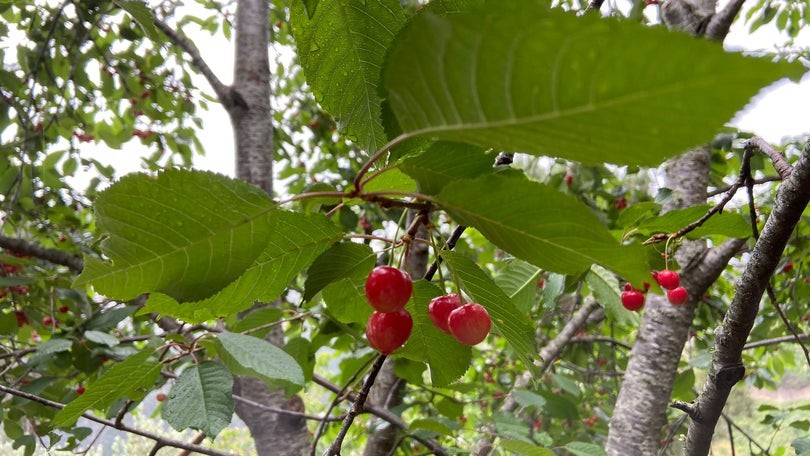 Imagem de Madeira cria apoio extraordinário para produtores de cereja afetados por mau tempo