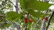 Madeira cria apoio extraordinário para produtores de cereja afetados por mau tempo