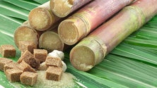 Imagem de Falta de chuva está a afetar a produção de cana-de-açúcar (Áudio)