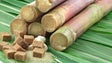 Falta de chuva está a afetar a produção de cana-de-açúcar (Áudio)