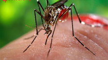 Imagem de UMa estuda vírus da dengue e do Zika