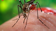UMa estuda vírus da dengue e do Zika
