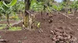 Imagem de Fatura de eletricidade da agricultura e pecuária apoiada com 20 milhões de euros em 2022