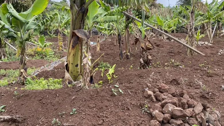 Imagem de Fatura de eletricidade da agricultura e pecuária apoiada com 20 milhões de euros em 2022