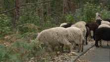 Imagem de PAN quer gado na serra em zonas limitadas (vídeo)