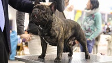 Imagem de O Funchal foi palco de mais uma Mostra Canina