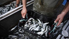 Setor das pescas na Madeira registou melhor ano de sempre em 2017