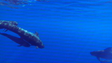 Madeira estuda impactos sobre os cetáceos (vídeo)