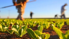 Imagem de Covid-19: 500 agricultores já concorreram aos apoios no sector agrícola (Vídeo)