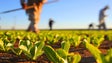Imagem de Covid-19: 500 agricultores já concorreram aos apoios no sector agrícola (Vídeo)