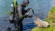 Mergulhadores “caçam” bolas de golfe no Porto Santo