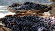 Imagem de Produção de vinho deve atingir 4 mil toneladas este ano