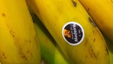 Imagem de Comercialização de banana da Madeira cresceu 16,4%