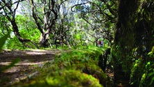 Imagem de Levadas da Madeira candidatas a património mundial da UNESCO