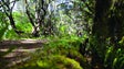 Imagem de Levadas da Madeira candidatas a património mundial da UNESCO