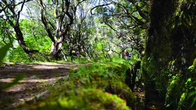 Imagem de Levadas da Madeira candidatas a património mundial da UNESCO