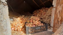 Imagem de Cebola da Madeira de origem protegida  (vídeo)