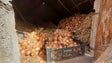 Imagem de Cebola da Madeira de origem protegida  (vídeo)