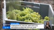 Imagem de Produção de uvas deve diminuir 5 por cento, este ano (vídeo)
