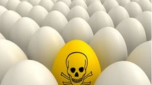 Imagem de Madeira sem registo de ovos contaminados