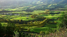 Cidadãos querem proteger árvores dos Açores (Som)