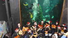 Imagem de Porto Moniz exibe árvore de Natal subaquática