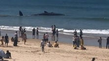 Imagem de Baleia que arrojou na Fonte da Telha deverá acabar por morrer devido aos ferimentos