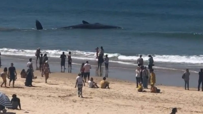 Imagem de Baleia que arrojou na Fonte da Telha deverá acabar por morrer devido aos ferimentos