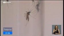 Imagem de Aumentou a atividade do mosquito aedes aegypti na Região (vídeo)