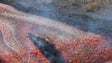 Imagem de 21 abalos sísmicos na área do vulcão Cumbre Vieja