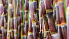 Imagem de Produtores de cana-de-açúcar vão receber mais um cêntimo por kg
