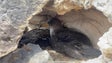 Imagem de Existem cerca de 40 mil casais de cagarras nas Ilhas Selvagens (vídeo)