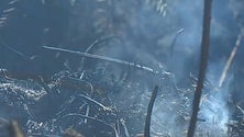 Imagem de Aumentaram os incêndios rurais (Vídeo)