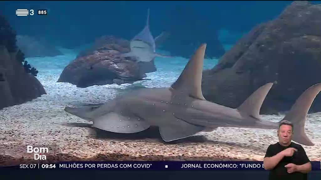 Dia Mundial dos Oceanos. Nova ação no Oceanário dedicada aos tubarões