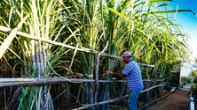 Imagem de Crédito Agrícola apoia produtores de cana-de-açúcar da Madeira