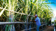 Imagem de Crédito Agrícola apoia produtores de cana-de-açúcar da Madeira