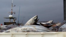 Imagem de Pesca e avicultura registam descida na Madeira